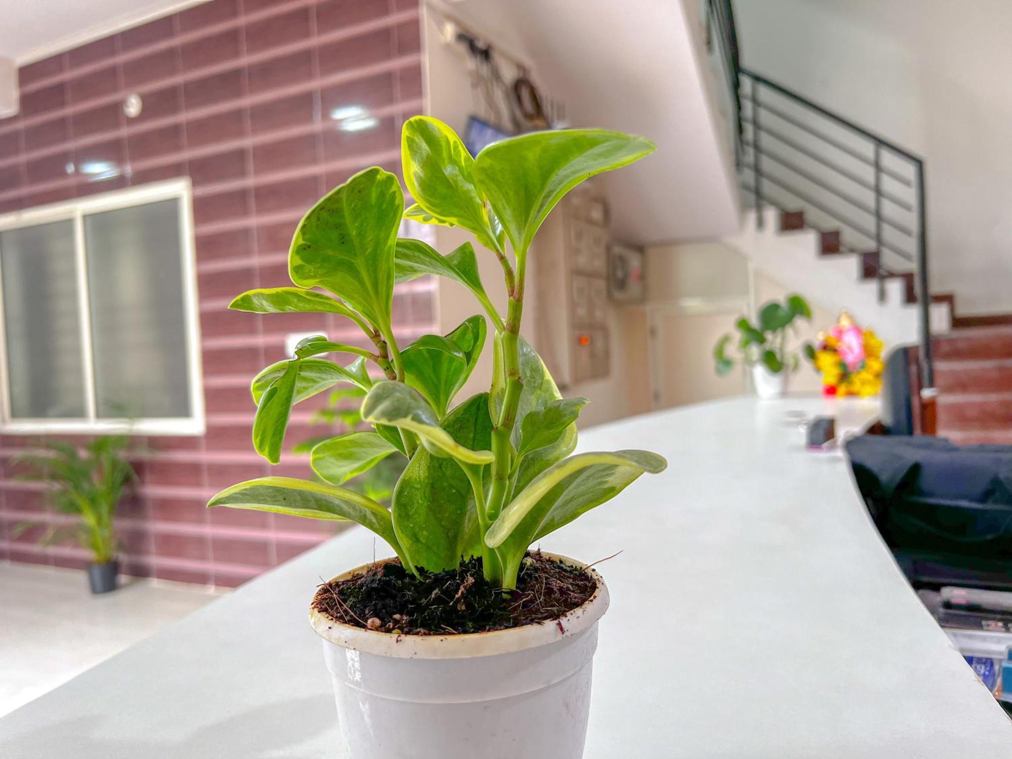 Hotel Elite By Agira Hotels-Free Airport Pickup Or Drop Yelahanka Eksteriør billede